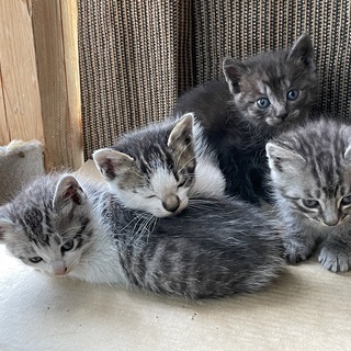 【里親様への引き渡し完了しました】野良猫が子猫を4匹連れて来ました