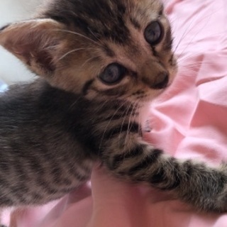 【譲渡条件減らしました】保護子猫  キジトラ♀の画像