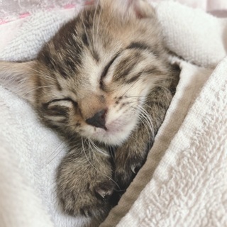 【譲渡条件減らしました】保護子猫  キジトラ♀ - 武雄市