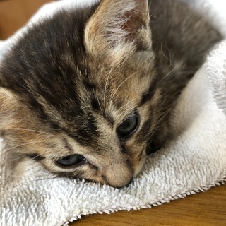 【譲渡条件減らしました】保護子猫  キジトラ♀ - 猫