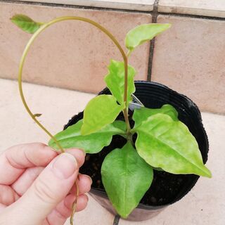 おかわかめ　雲南百薬　アカザカズラ　苗②