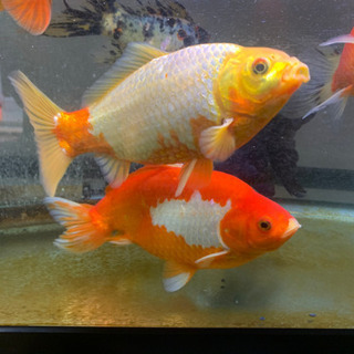 金魚&飼育セット一式【取引相手が決まりました】