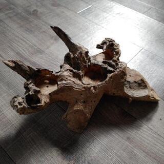 キャンドルスタンド流木の画像