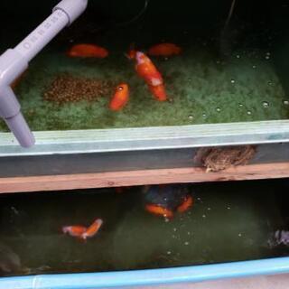 らんちゅう ピンポンパール (*^^*)
