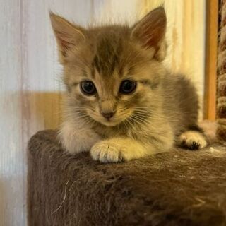 ふわふわ仔猫