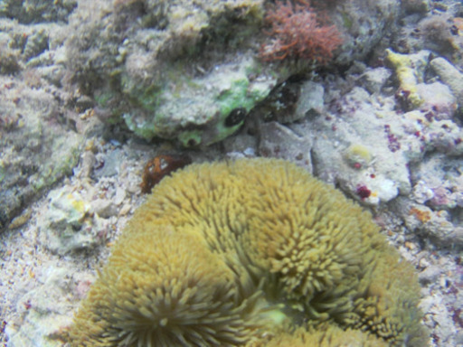 沖縄県産ハタゴイソギンチャク（15㎝±）薄くライトグリーン・足盤レッド、珍固体