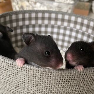 クロクマハムスター ベビー里親募集