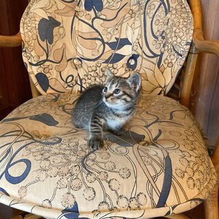[交渉中です] 仔猫5匹（生後30日）の里親様を募集しております...