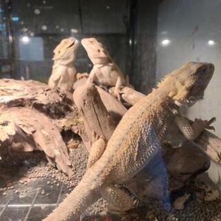 爬虫類、小動物の情報交換などメンバー募集