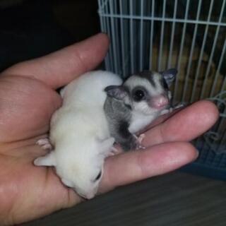爬虫類、小動物の情報交換などメンバー募集 - その他