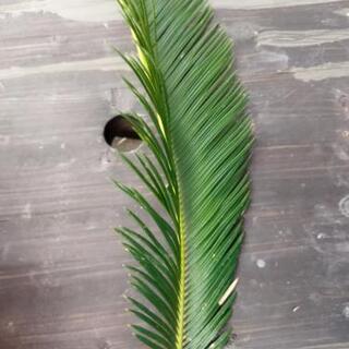ソテツの葉　蘇鉄　無料