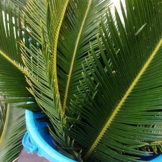 ソテツの葉　蘇鉄　無料の画像