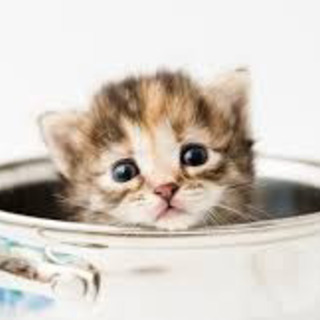 ねこが好きすぎる