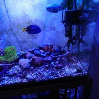 海水魚　その他