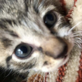 里親　3匹決まりました。ありがとうございます。