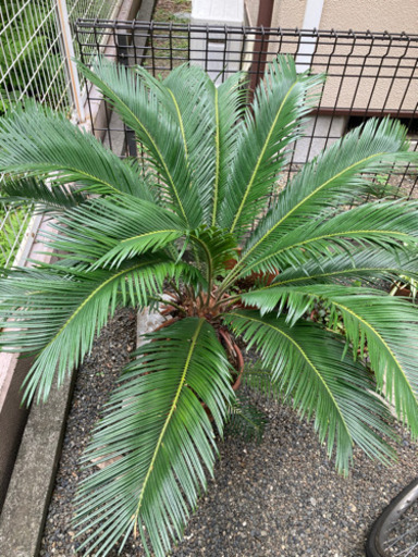 樹齢20年超え　ソテツ