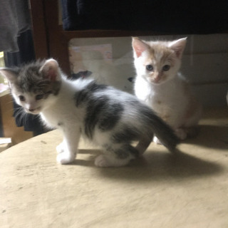 子猫を育てていただける方を探しています