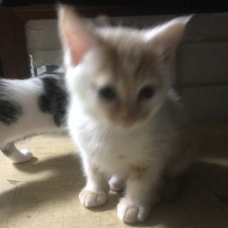 子猫を育てていただける方を探しています - 木更津市