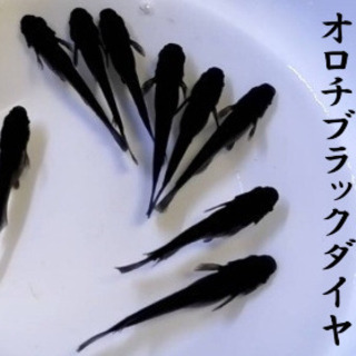 オロチブラックダイヤめだかの稚魚