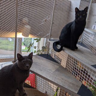 保護猫カフェスタッフ募集