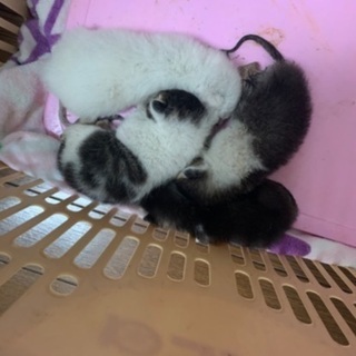 保護猫