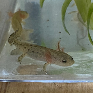 カスミサンショウウオ　ラスト5匹です　交渉中です‼︎
