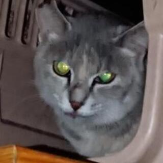親子 母猫(灰まだら)+子猫２匹(オス:キジトラ) 迫害を受けて...