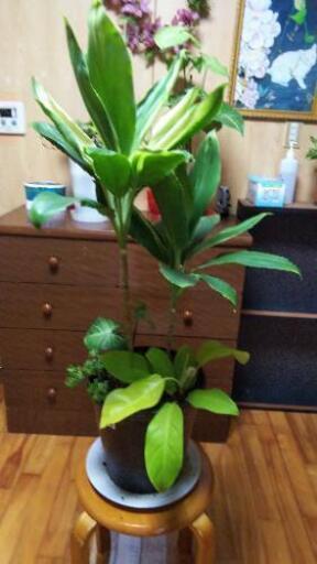 寄せ植え25