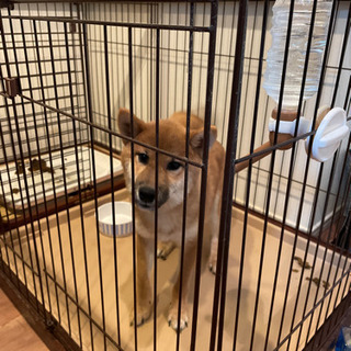 里親募集　柴犬子犬　（6ヶ月 - 新宿区