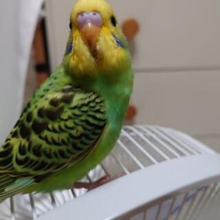 セキセイインコを探しています。