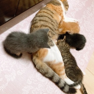 新しいお家見つかりました。ありがとうございます。