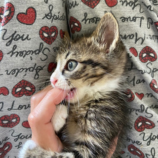 【急募】雑種 メス ハルちゃん🐱