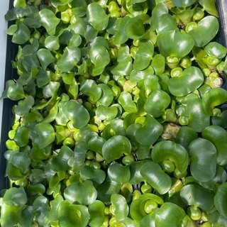 🐸メダカの卵付浮き草 各種水草(無料)ご自由にどうぞ >* ))...