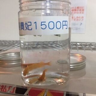 無人メダカ販売所！メダカ入荷しました！尼崎市南塚口町1丁目の無人...