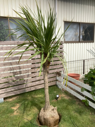 ドラセナ　ニオイシュロラン　約2m 3頭