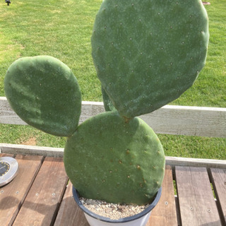 ウチワサボテン　②