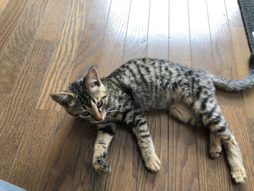 キジトラ5口 slide_0.jpg