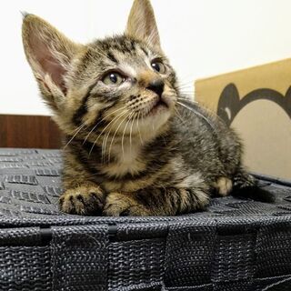※里親決定　可愛くて元気な子猫兄妹(2ヶ月) ①将(ショウ)くん