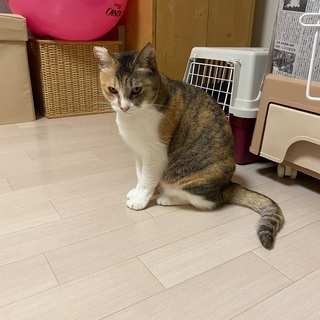 成猫の新しい飼い主さんを募集してます。
