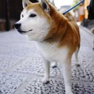 支援物資お譲り頂ける方 保護犬 活動　ボランティア   療法食他