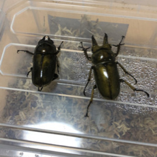 夏本番前！！カブムシ　クワガタ大量セット