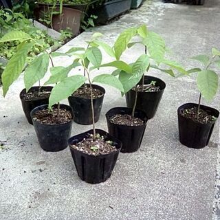 ポポー果樹苗　ウィルソン　実生3年物