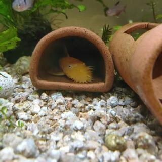 【熱帯魚】ブルーアイゴールデンブッシープレコ　オスとメスのペア