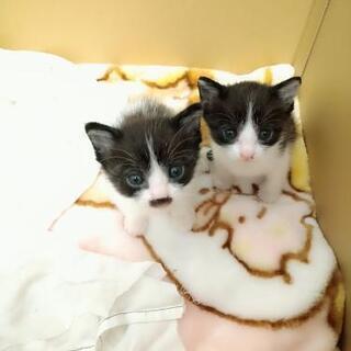 【譲渡先決定しました】2匹の仔猫の里親募集