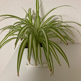 オリヅルラン　観葉植物-鉢付き