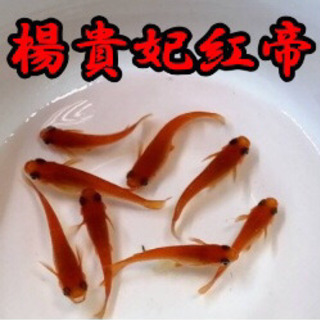腹まで真っ赤に色が入った極上楊貴妃紅帝めだかの稚魚