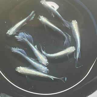 改良メダカ　リアルロングフィン親魚