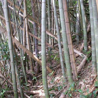 放置竹林でお困りではないですか？