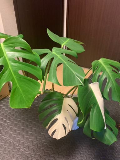 モンステラ　ハーフムーン