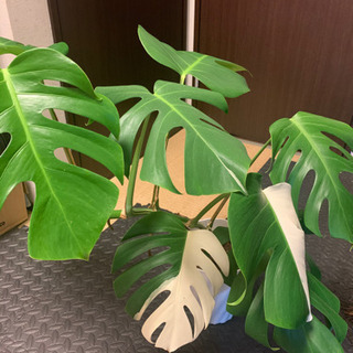 モンステラ ハーフムーン